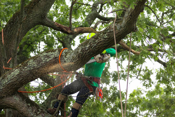 How Our Tree Care Process Works  in  Westmoreland, TN